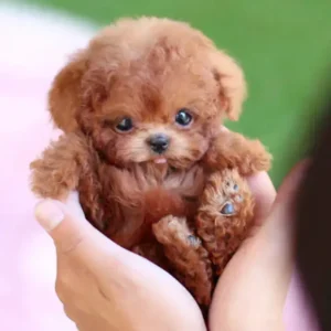 Nico - Oyikey™ - The Most Realistic Robot Puppy Ever!